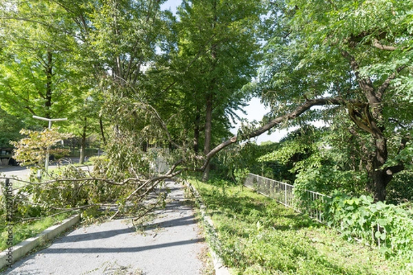 Fototapeta 台風で倒木