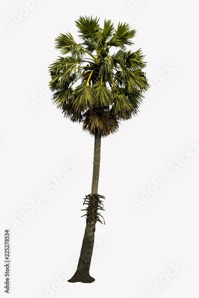Fototapeta Washington Palm Tree na białym tle na białym tle o wysokiej rozdzielczości nadaje się do grafiki. ze ścieżką przycinającą