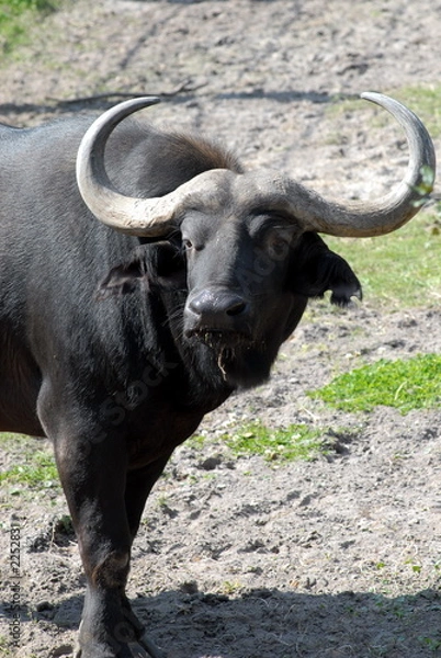 Fototapeta cape buffalo