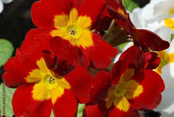 Obraz Red and Yellow Flower