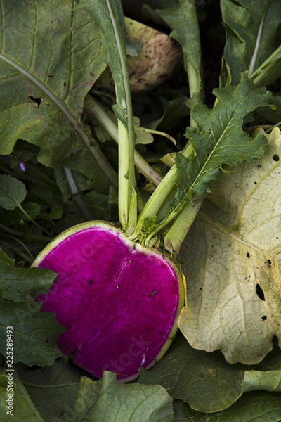 Obraz コウシンダイコン