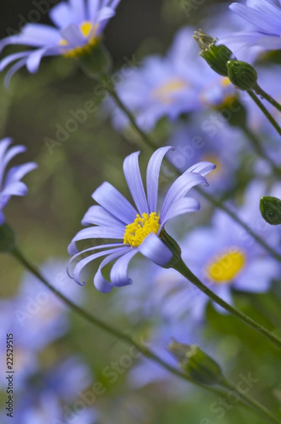 Obraz ブルーデイジーの花