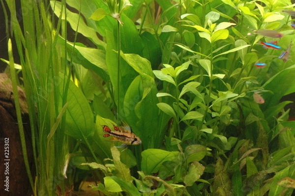 Obraz aquarium plantes et poissons