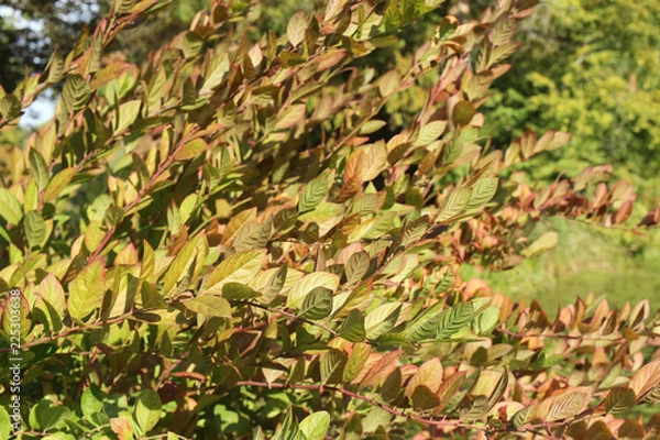 Fototapeta background of autumn leaves