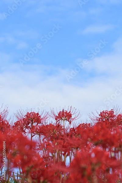 Fototapeta 彼岸花　青空