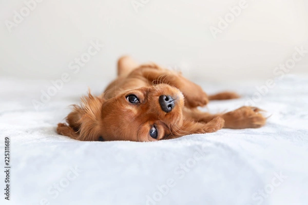 Obraz Cute puppy relaxing