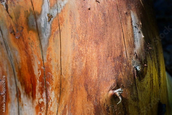 Fototapeta A close up log, without bark, in warm golden tones.