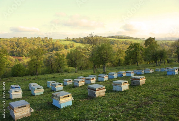 Obraz Apiculture