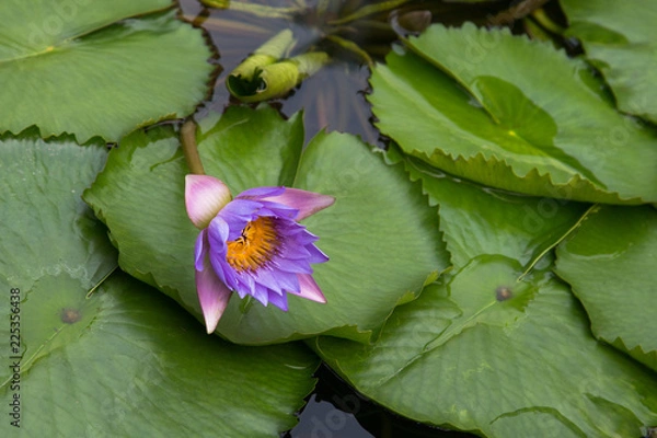 Obraz Water lily