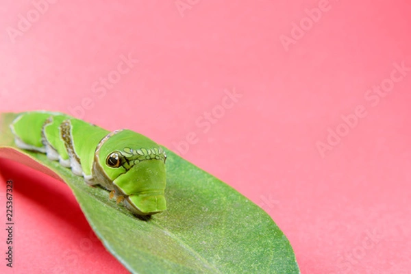 Obraz クロアゲハ五齢幼虫(合成向け素材)