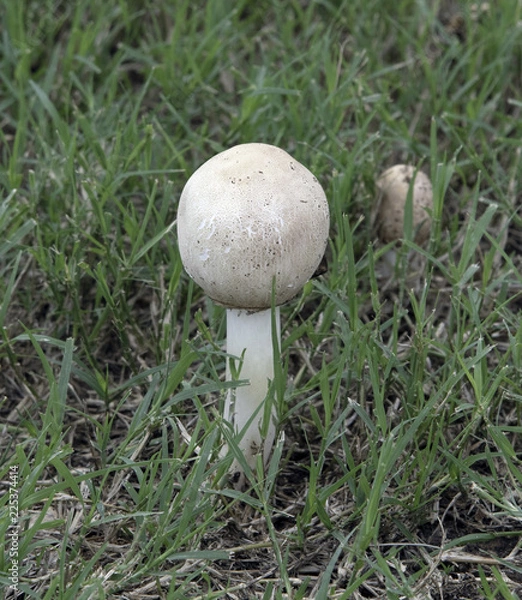 Fototapeta Mushrooms