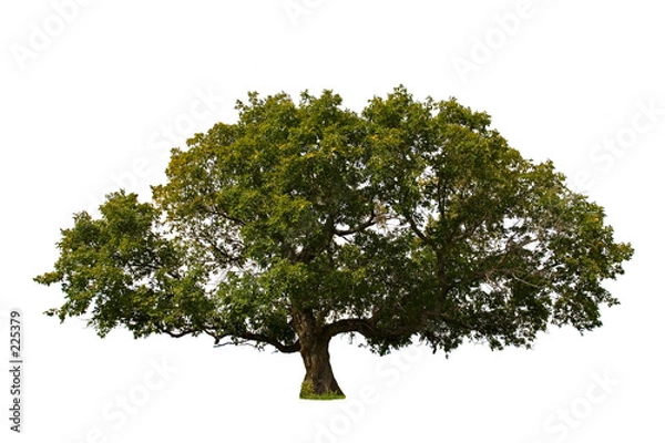 Obraz wielkie drzewo