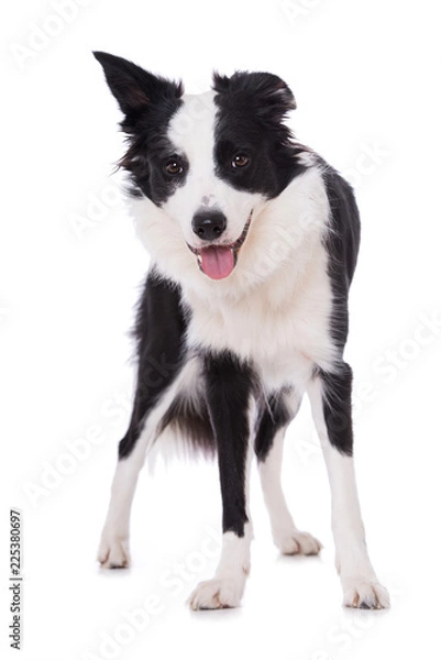 Fototapeta Stehender Border Collie isoliert auf weißem Grund