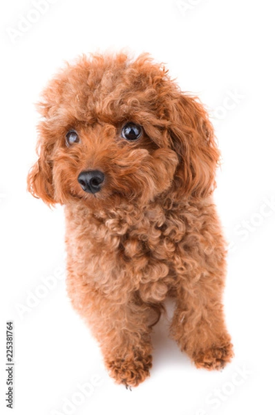 Obraz Mini Toy Poodle