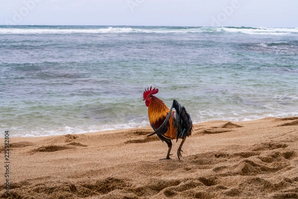 Obraz rooster on the beach
