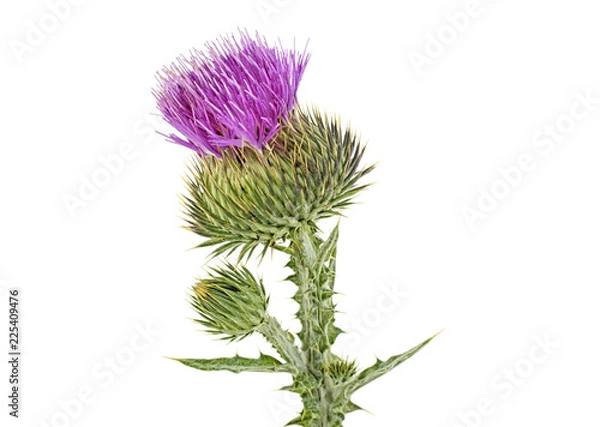 Fototapeta Thistle flower isolated on white background
