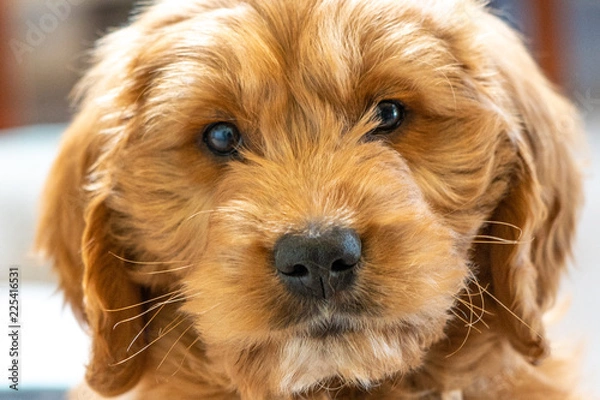 Obraz Groodle Goldendoodle puppy