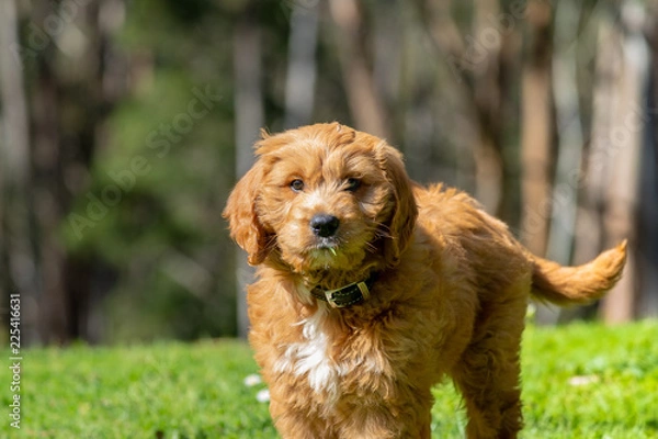 Obraz Red Groodle (Goldendoodle) Puppy