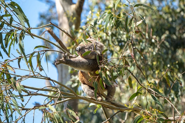 Obraz Koala reaching for a branch