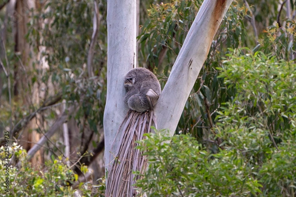 Obraz Koala asleep in a gumtree