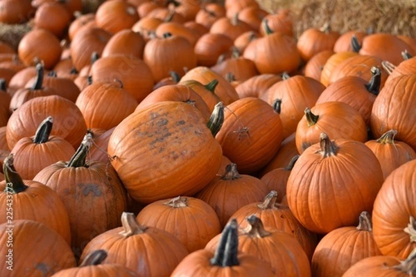 Fototapeta Pumpkins Galore