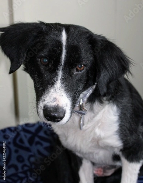 Fototapeta Inquisitive puppy