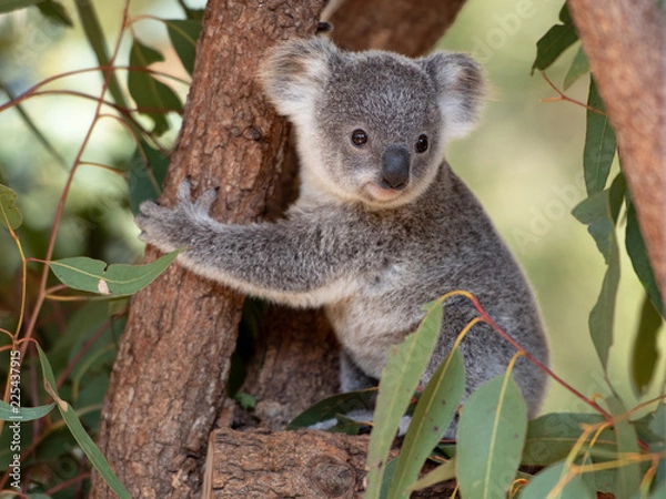 Fototapeta Koala Joey przytula gałąź