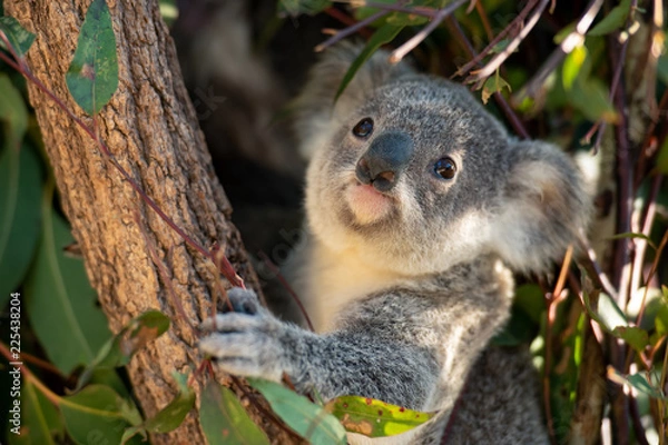 Fototapeta Koala joey looks for eucalyptus leaves to eat
