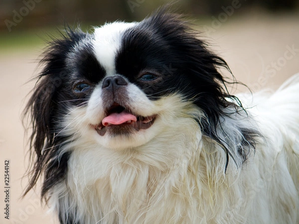 Obraz portrait of japanese chin puppy