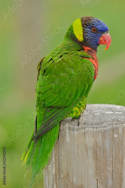 Fototapeta Austrailian rainbow lorikeet perched on a wooden pillar.