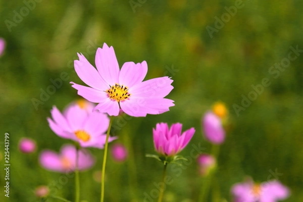 Fototapeta ピンク色のコスモス