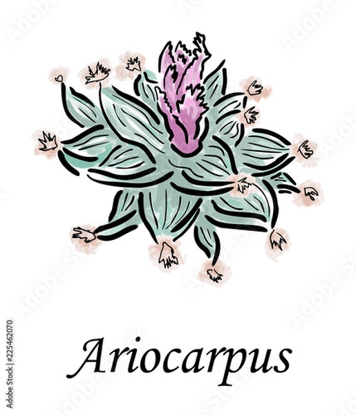 Fototapeta Ariocarpus