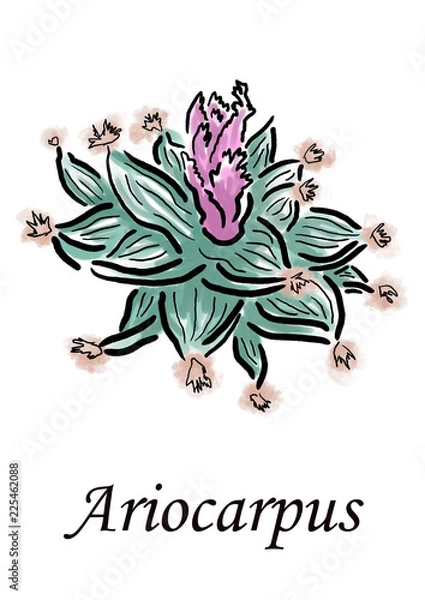 Fototapeta Ariocarpus Cactus