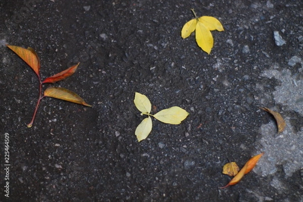 Fototapeta yellow and red maple leaves on wet pavement