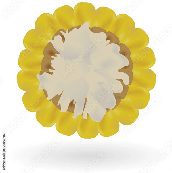 Obraz Vector corn on white background