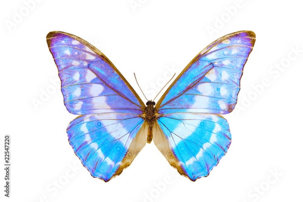 Obraz Butterfly, Morpho Cypris, wingspan 113mm