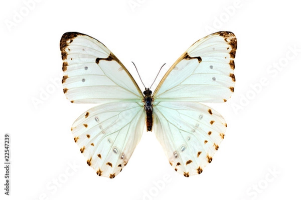 Obraz Butterfly, Morpho Luna, South American Butterfly, wingspan 105mm