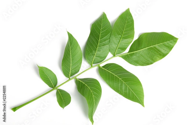Obraz walnut leaves