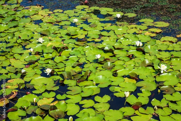 Fototapeta 睡蓮