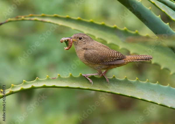 Obraz The house wren (Troglodytes aedon) with prey on aloe on the green blured background