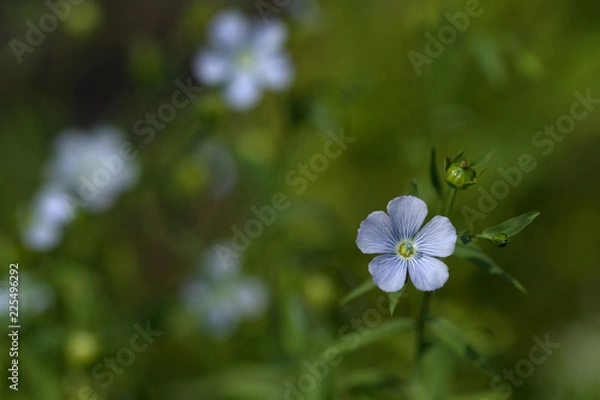Obraz Linum (flax) flower on the green blured background