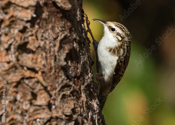 Obraz Common treecreeper (Certhia familiaris) on the tree