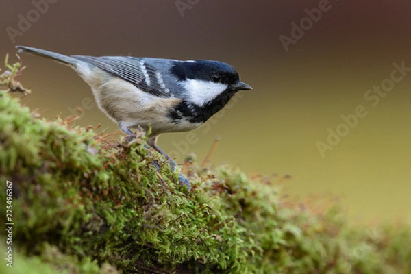 Obraz The coal tit (Periparus ater) on the branch covered with moss
