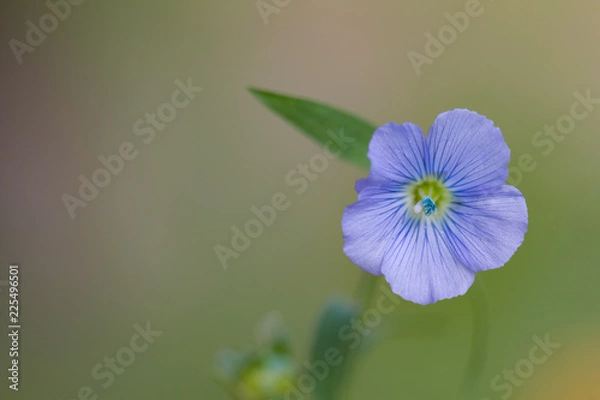 Obraz Linum (flax) flower on the green blured background