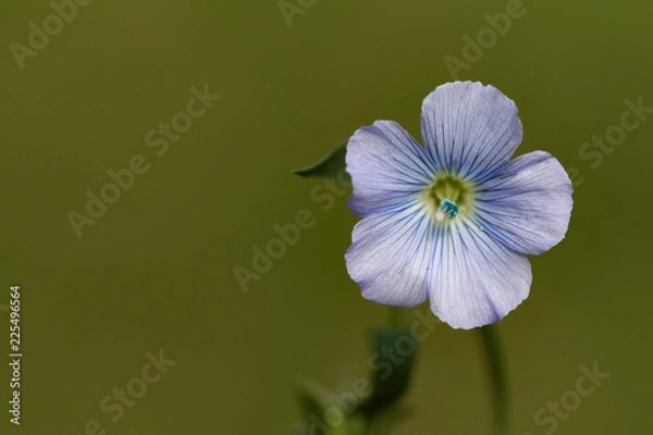 Obraz Linum (flax) flower on the green blured background