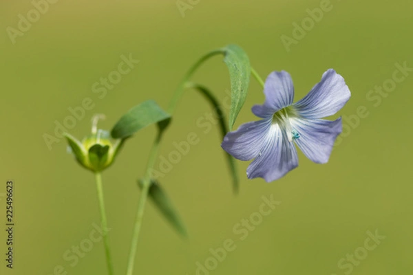 Obraz Linum (flax) flower on the green blured background