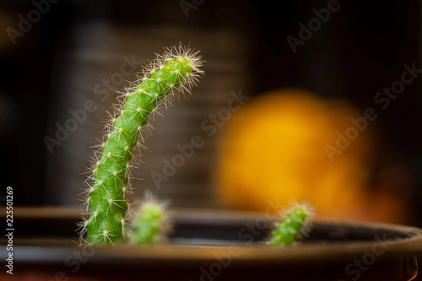 Obraz Potted Cactus