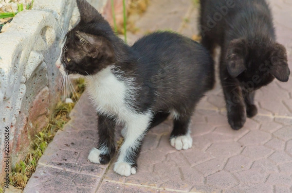 Fototapeta Beautiful kittens playing together and each with himself