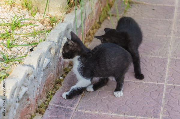 Fototapeta Beautiful kittens playing together and each with himself