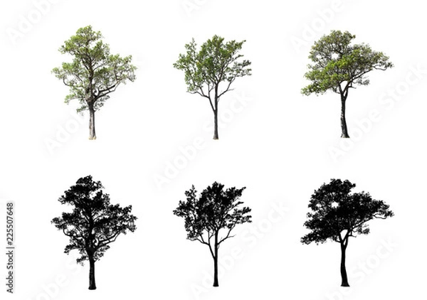 Obraz Collection of tree isolated on white background